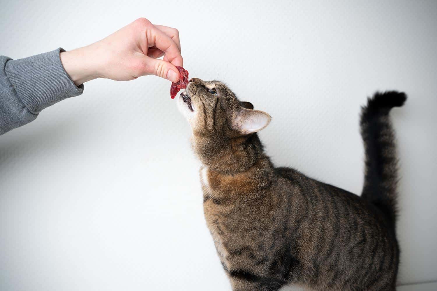 human hand feeding cat with raw meat beef - how to remove clumping litter from cat's paw
