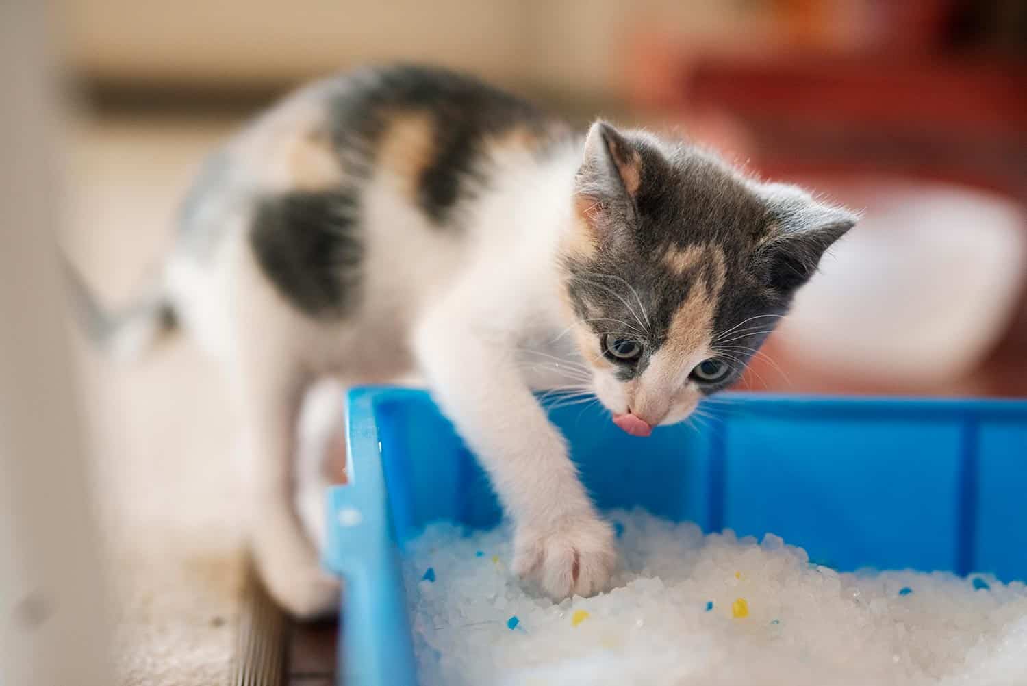 Adorable little kitten scratching around in his litter box on the floor
