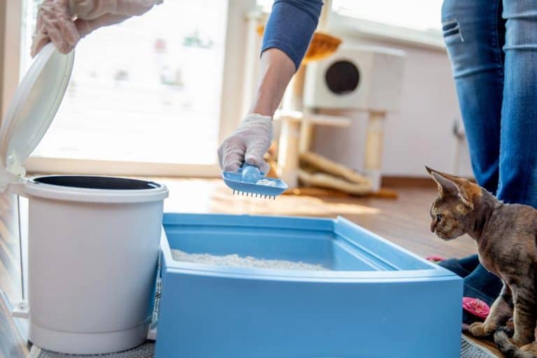 An adult woman cleaning cat litter box, How To Clean Pee From Non-Clumping Litter