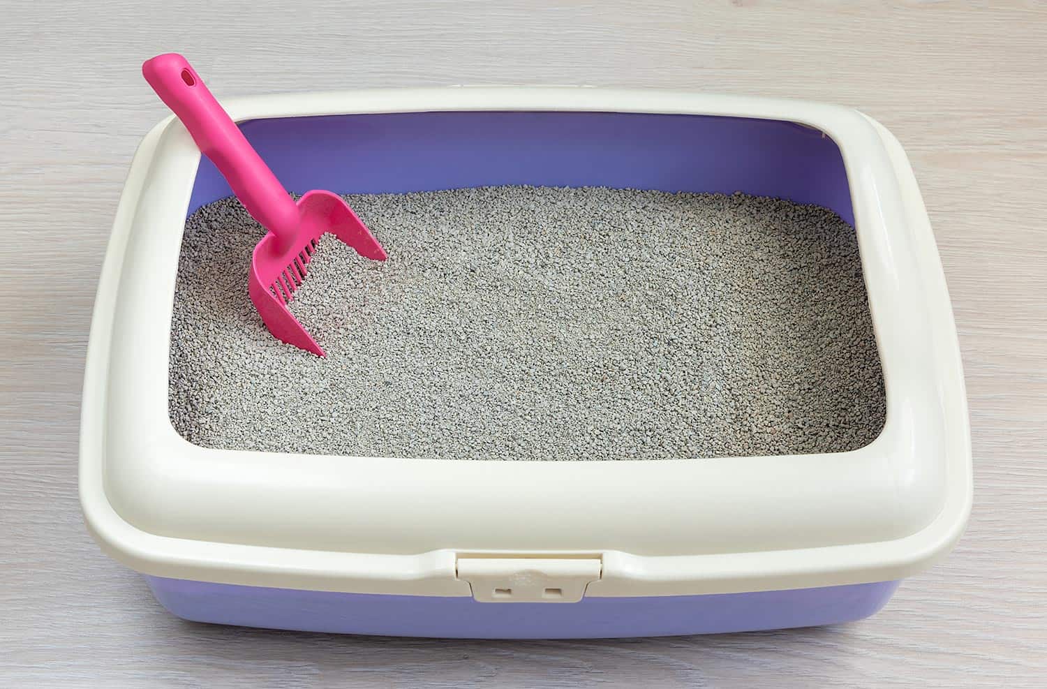 High sided cat litter tray, bentonite absorbent and scoop on floor