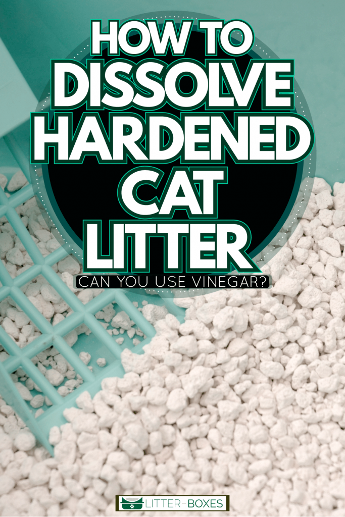 A light blue cat litter box with white cat litter, How To Dissolve Hardened Cat Litter [Can You Use Vinegar?]