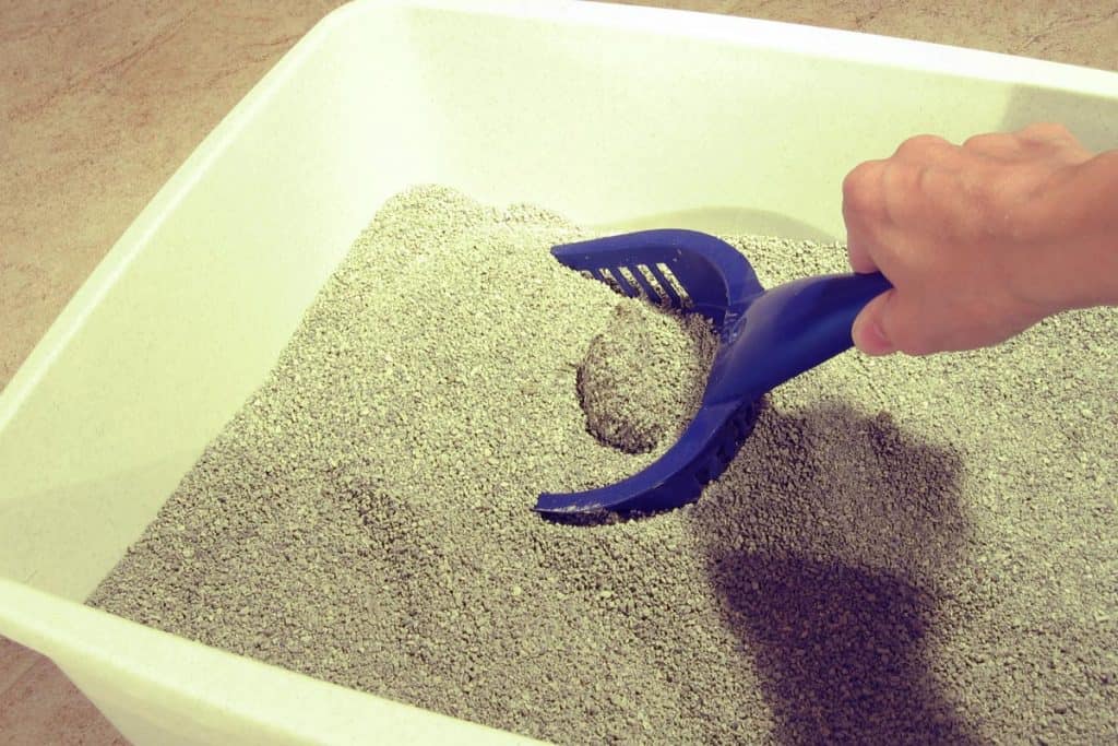 Scooping a cat clumping litter on the litterbox, How To Get Clumping Cat Litter Out Of Carpet