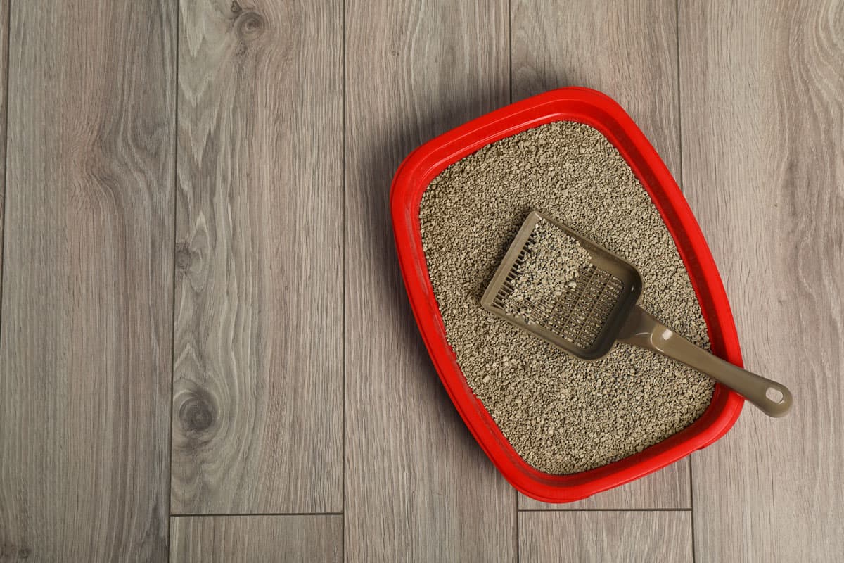 Cat Tray Litter and scoop for loveable ang gentle cats
