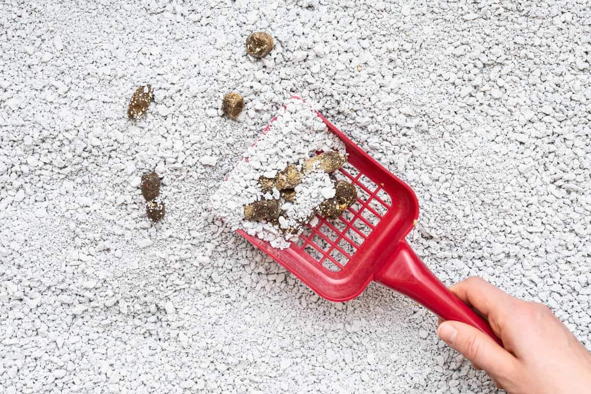 Cleaning full of land mines shit on cat litter box with red scoop