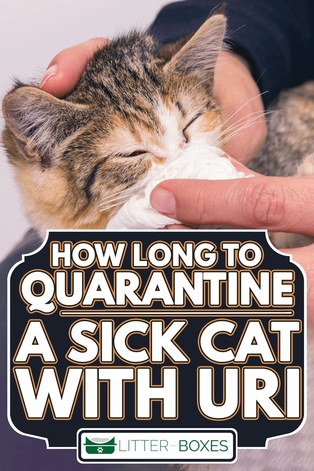 Poor sick kitten with an infection and discharge, How Long To Quarantine A Sick Cat With URI