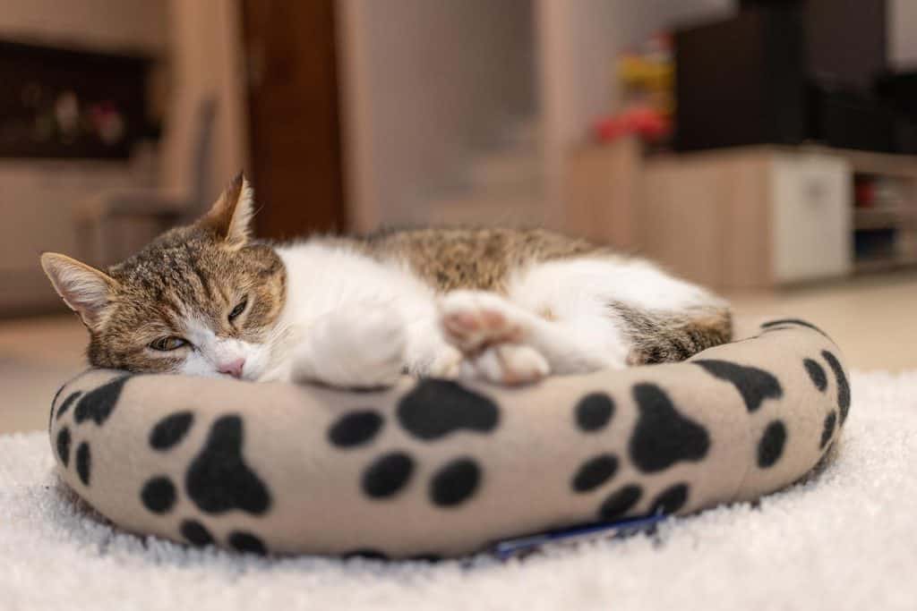 Nice cat relaxing at home on pet bed
