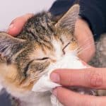 How Long To Quarantine A Sick Cat With URI