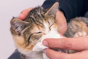 Read more about the article How Long To Quarantine A Sick Cat With URI