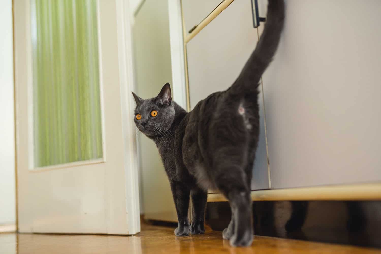A Chartreux cat looking at something while walking to the door