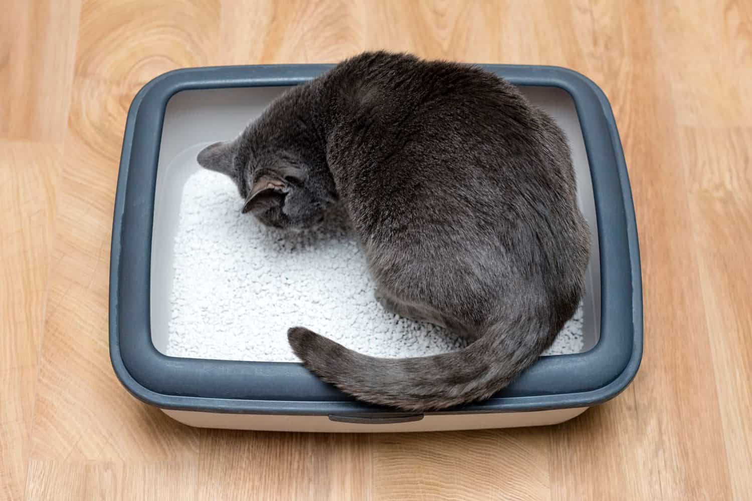 A British shorthair cat preparing to poop in his cat litter