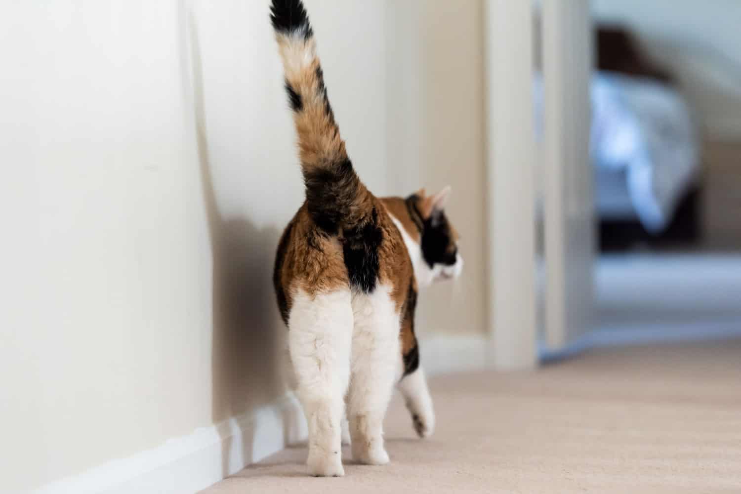 A cute Calico cat walking on the house hallway
