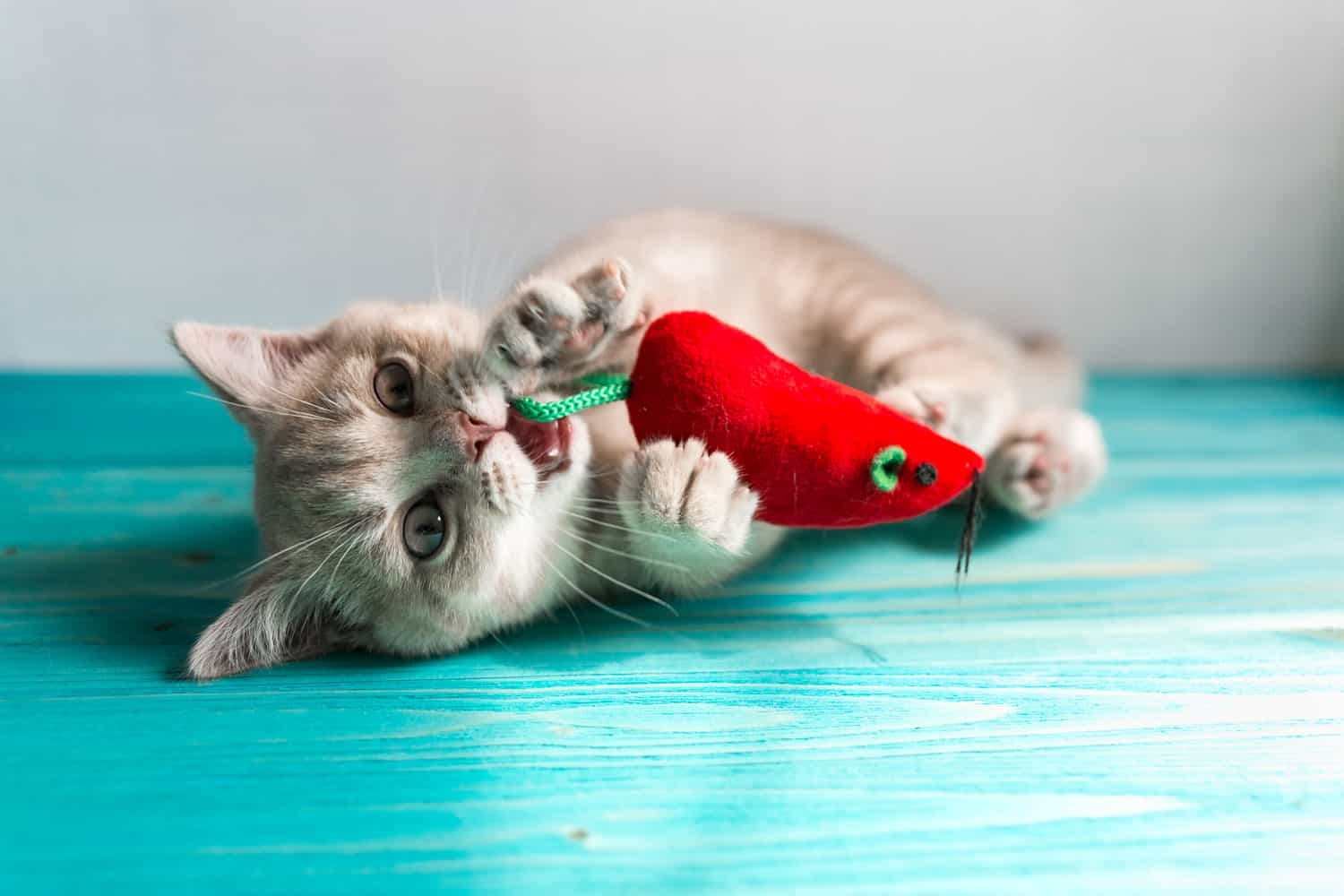A cute little cat chewing his chew toy