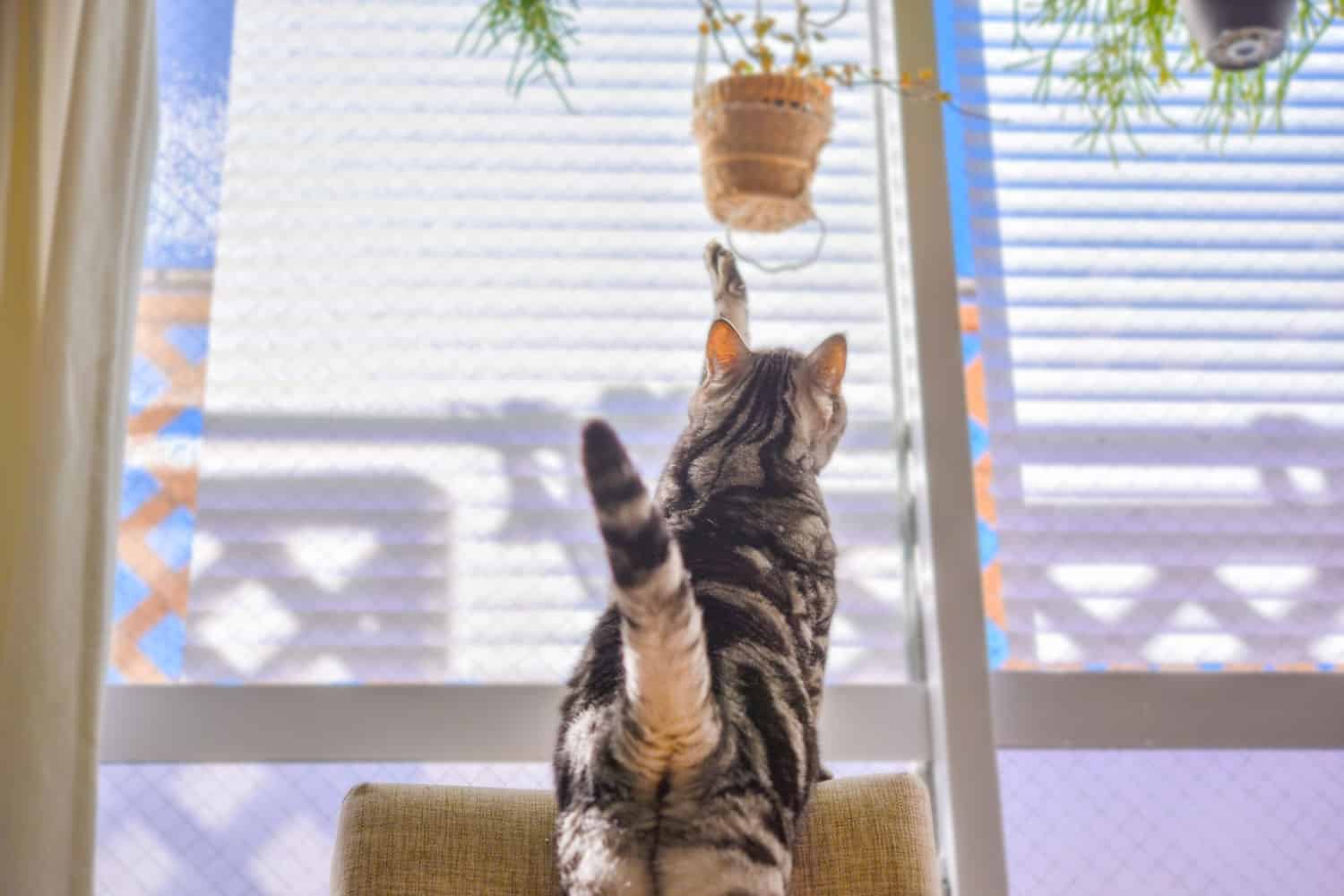 A cute little cat trying to reach a pot