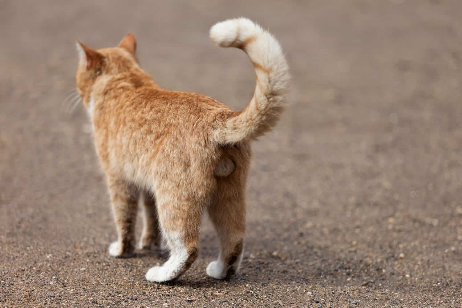 A ginger cat standing on the road