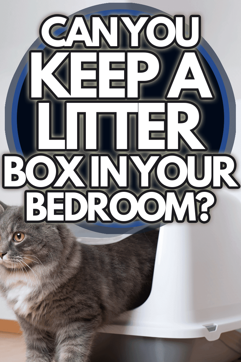 young blue tabby maine coon cat leaving hooded gray cat litter box with flap entrance standing on a wooden floor in front of white wall with copy space looking ahead standing on front paws, Can You Keep A Litter Box In Your Bedroom?
