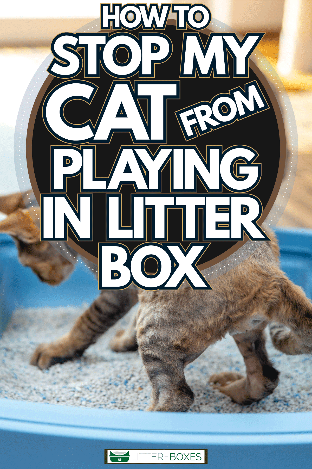 Cute little kittens playing on their cat litter, How To Stop My Cat From Playing In Litter Box
