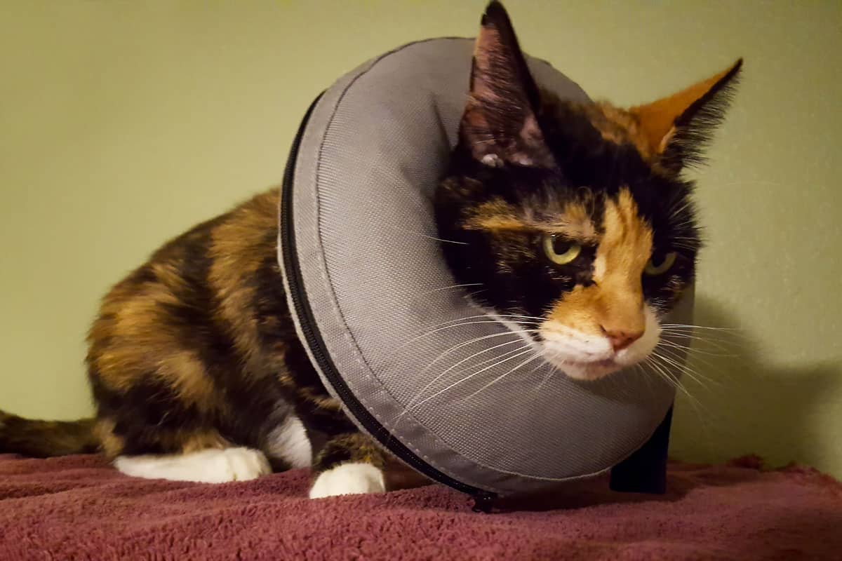 Photo of a calico cat wearing a protective inflatable ring