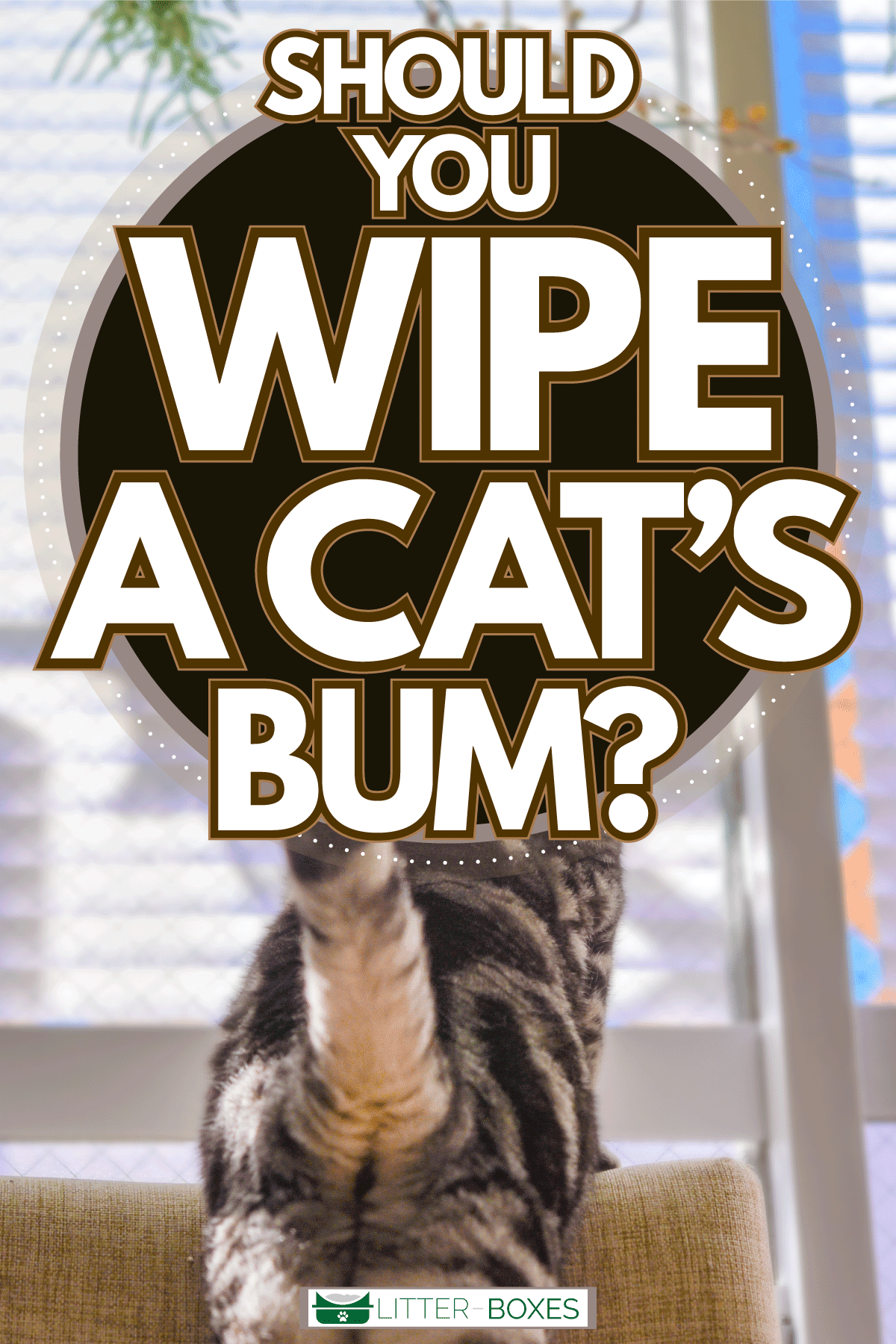 A cute little cat trying to reach a pot, Should You Wipe A Cat's Bum?