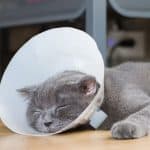 How Long To Keep Cone On Cat After Spay