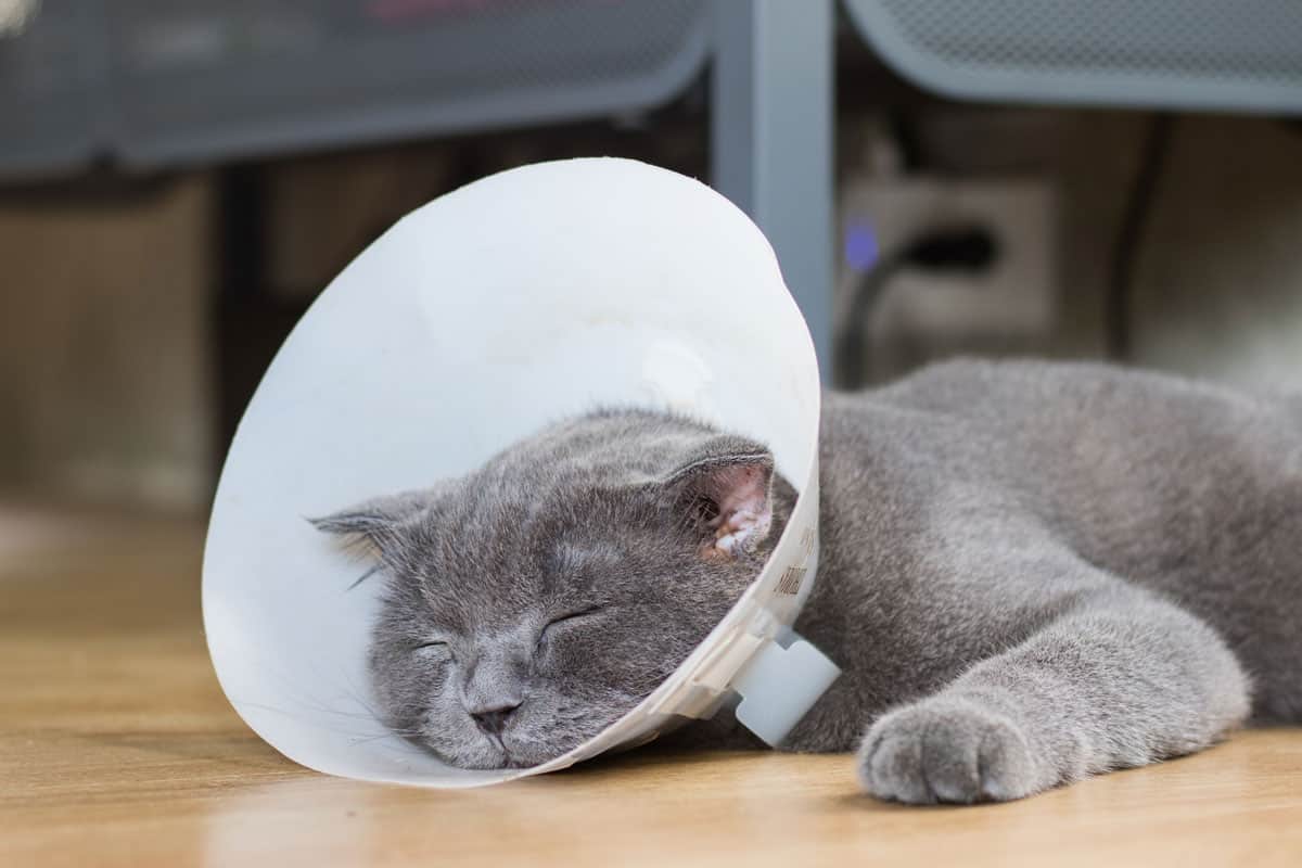 sick cat with veterinary cone collar