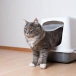 Can You Keep A Litter Box In Your Bedroom?