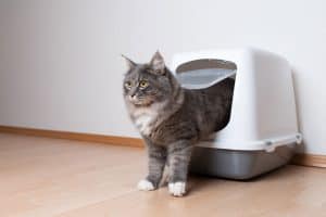 Read more about the article Can You Keep A Litter Box In Your Bedroom?