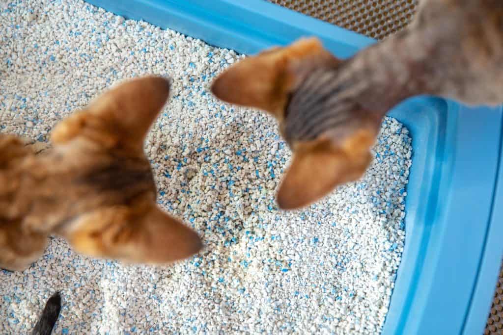 A curious kittens examining dirty cat sand in litter box, Scoopfree Litter Box Won't Rake - What Could Be Wrong