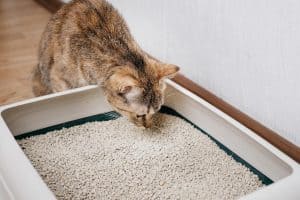 Read more about the article Petsafe Litter Box Blinking Light – What Does It Mean?