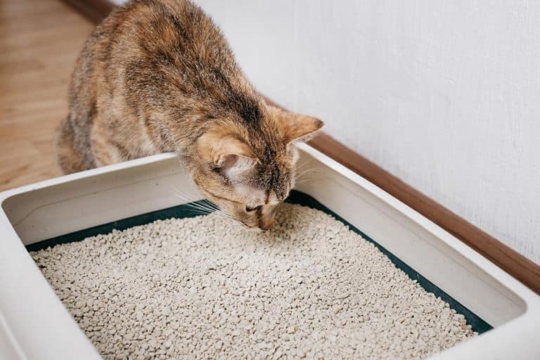 Domestic cat sniffs bulk litter in a plastic box, Petsafe Litter Box Blinking Light—What Does It Mean?