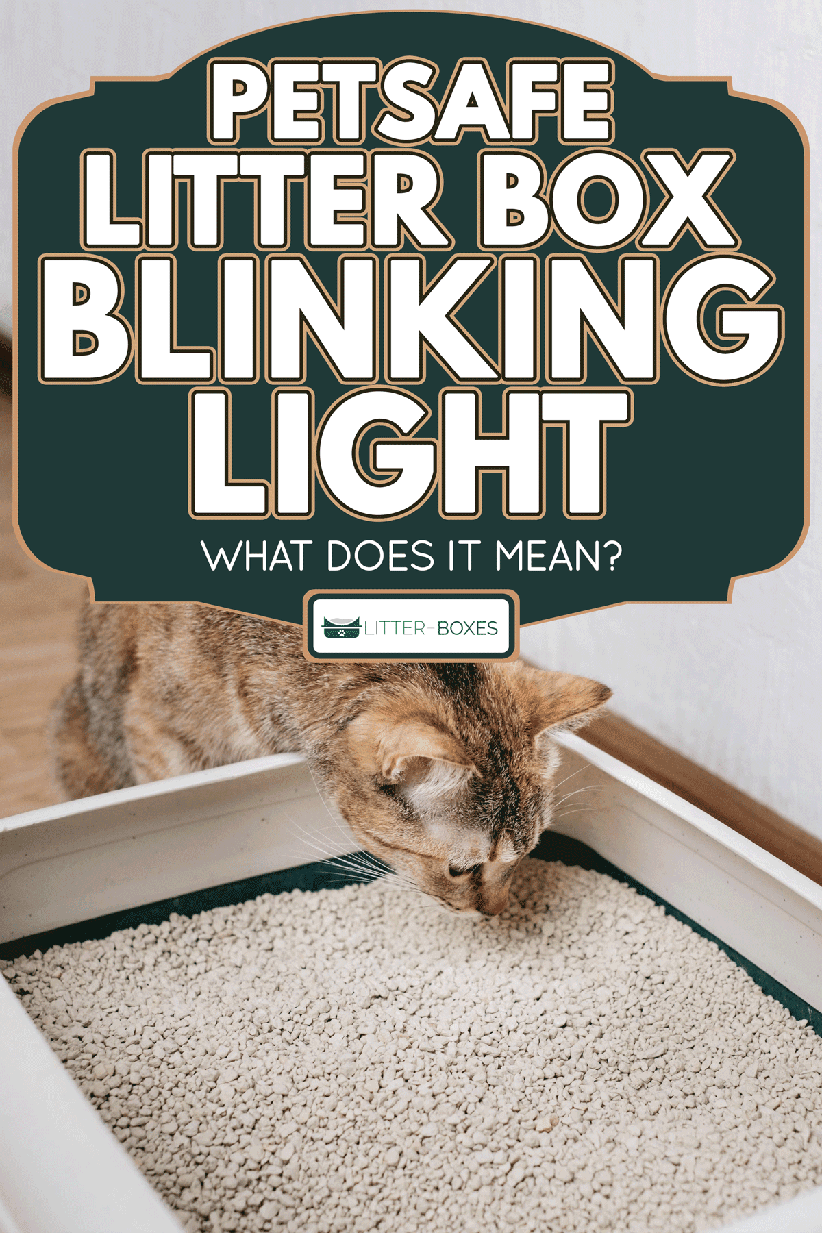 A domestic cat sniffs bulk litter in a plastic box, Petsafe Litter Box Blinking Light—What Does It Mean?
