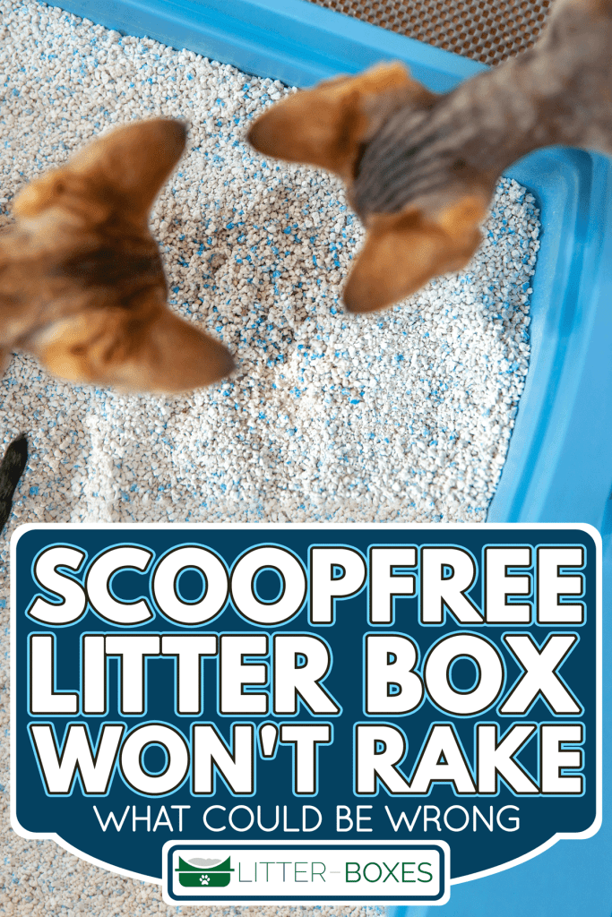 Curious kittens examining dirty cat sand in litter box, Scoopfree Litter Box Won't Rake - What Could Be Wrong