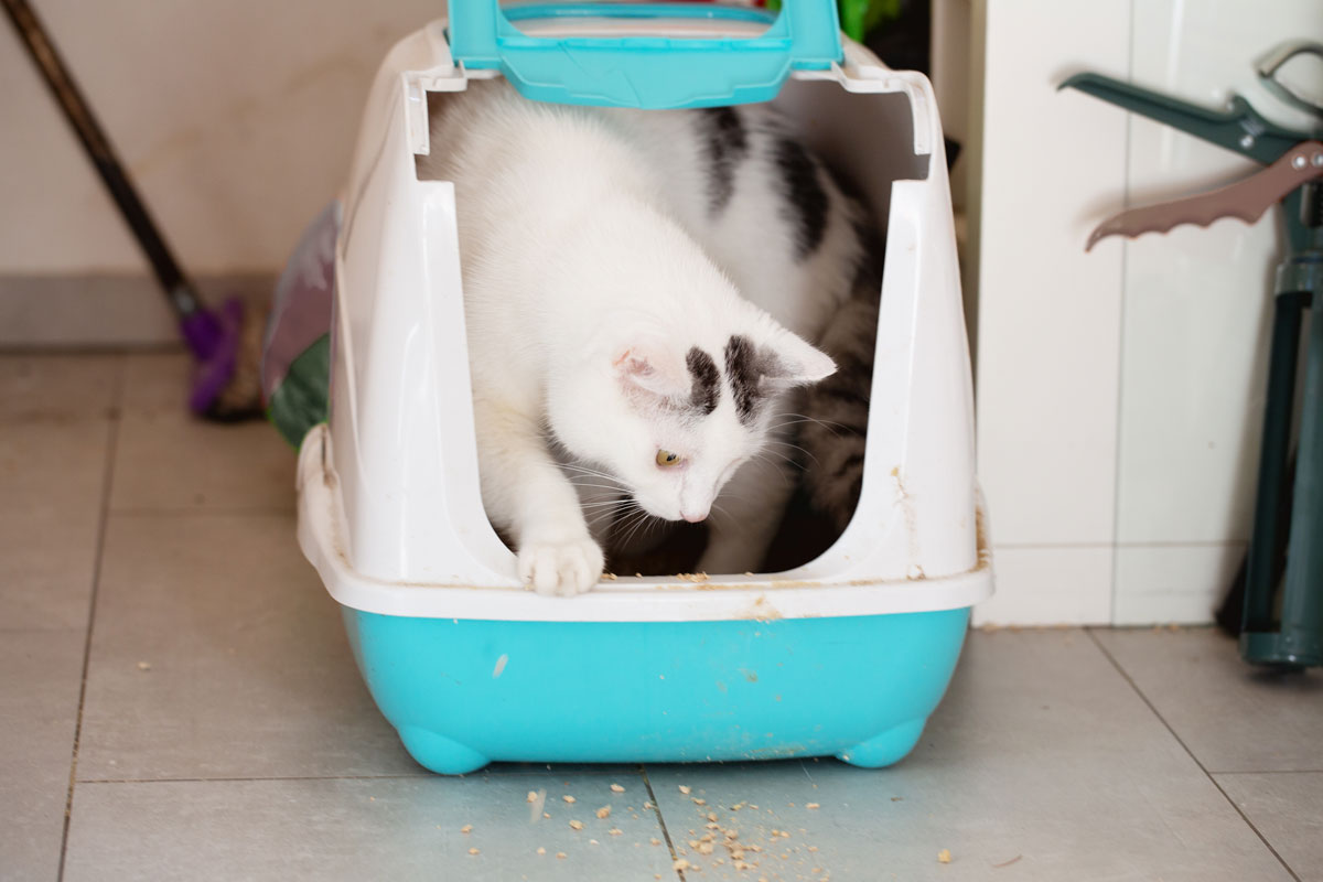 A cute domestic cat making a mess in his litter house