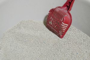 Read more about the article Maggots In Cat Litter – What To Do?