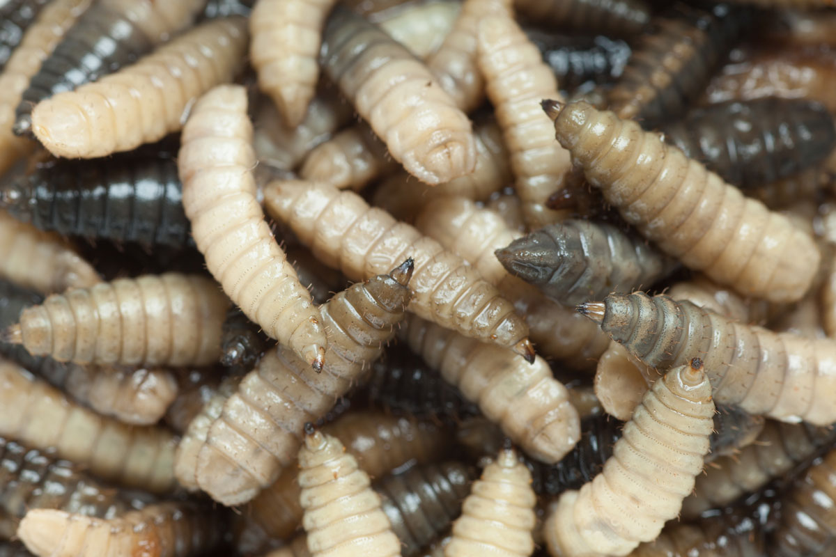 A swarm of maggots