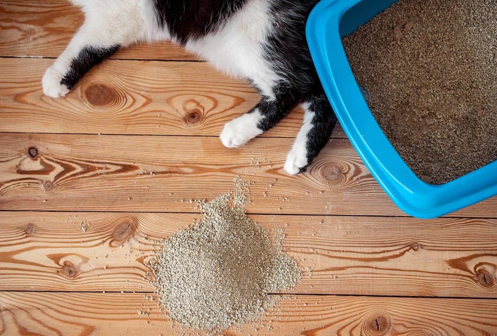 Cat paws and tray litter toilet with a filler on the wooden floor boards