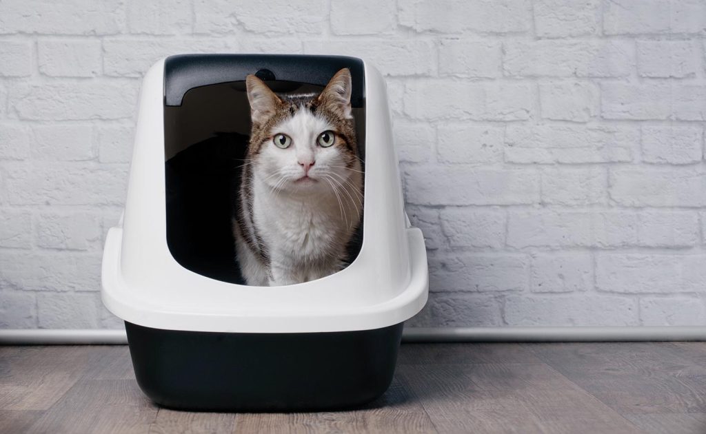 Tabby cat sitting in a litter box and look to the camera