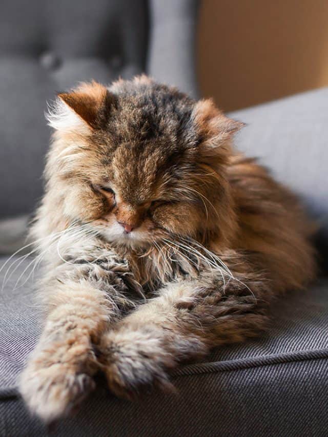 Old adult long haired tabby cat sleeping on a grey armchair with its legs stretched out