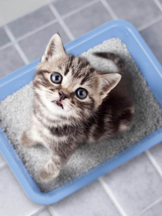Cat,Top,View,Sitting,In,Litter,Box,On,Bathroom,Floor