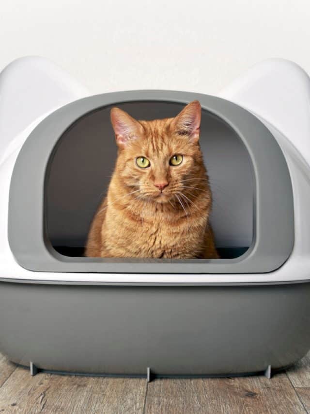 Ginger,Cat,Sitting,In,A,Litter,Box,And,Look,Funny
