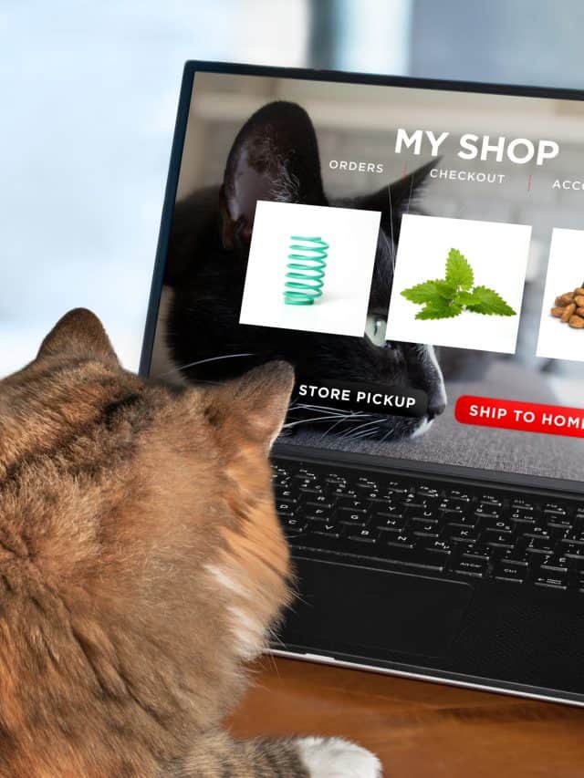Cat,Ordering,Food,,Toy,And,Catnip,By,Internet,With,A