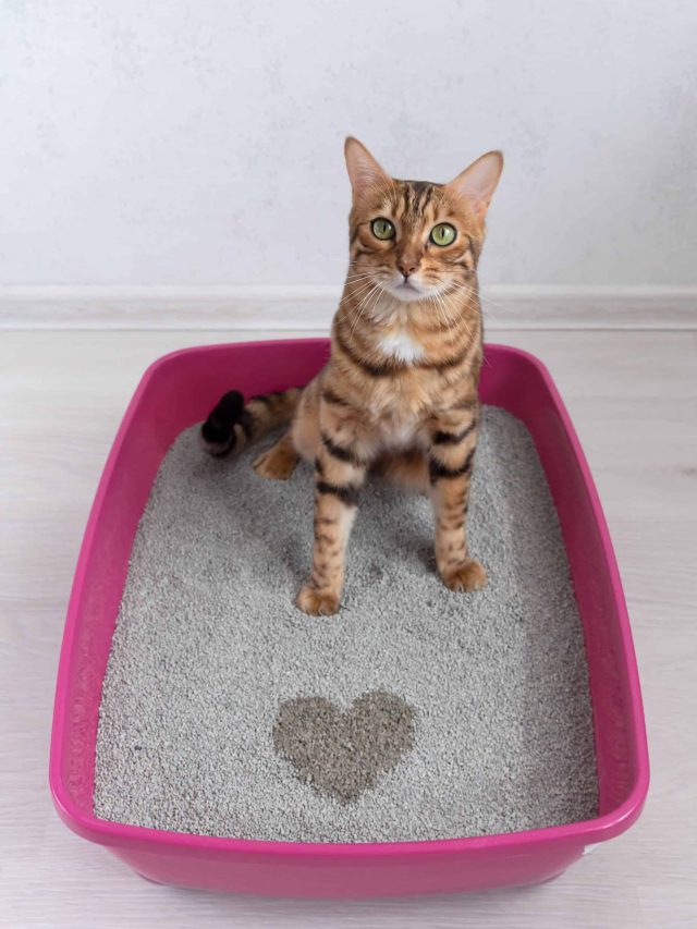 Valentine's,Day,Heart,Gift,From,Bengal,Cat,,The,Cat,Expresses