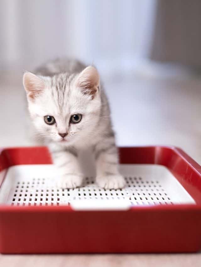 A,Small,Gray-and-white,Cute,Kitten,In,A,New,Home,Is