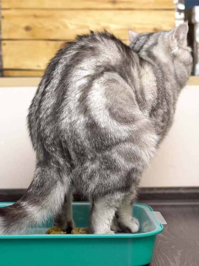 A gray British cat poops in a tray