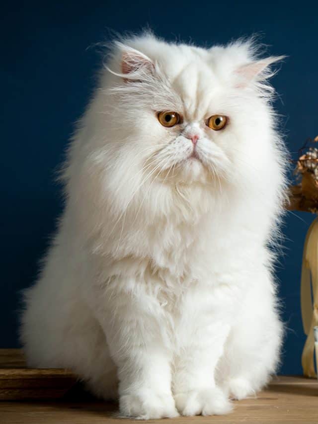 A white Persian cat sitting on a rustic table