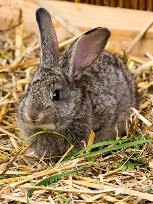 Cute,Brown,Bunny,In,A,Wooden,Cage,With,Straw,All