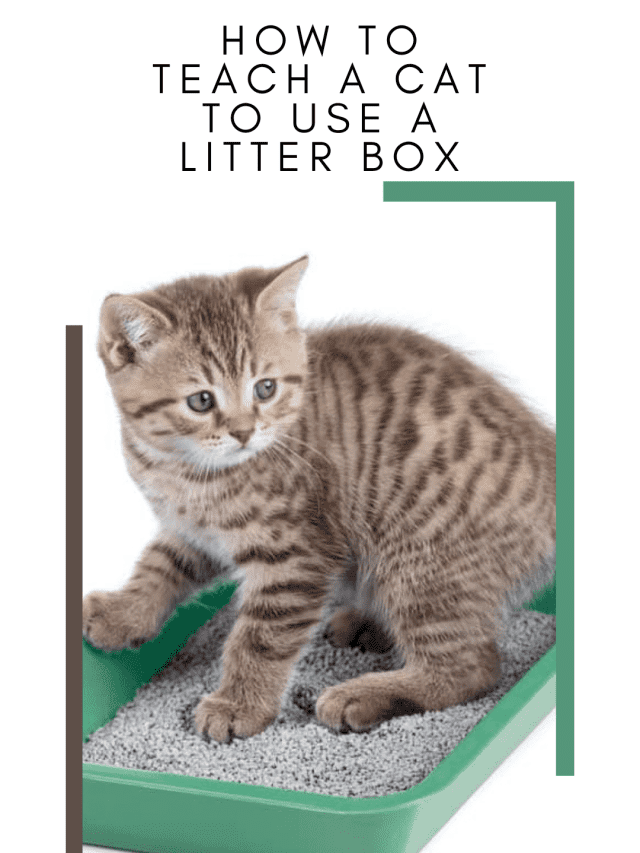 How to Teach a Cat to Use a Litter Box