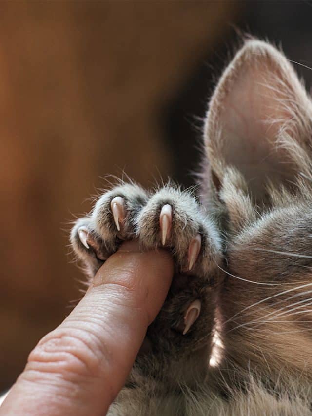 Very sharp claws of a little kitten