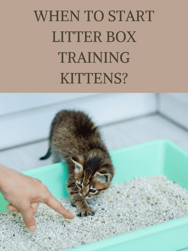 When to Start Litter Box Training Kittens?