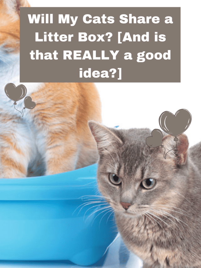 Will My Cats Share a Litter Box? [And is that REALLY a good idea?]
