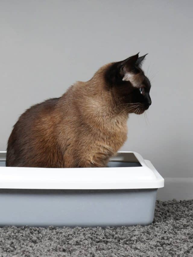 housebroken siamese cat sitting in cat's toilet or kitty litter box